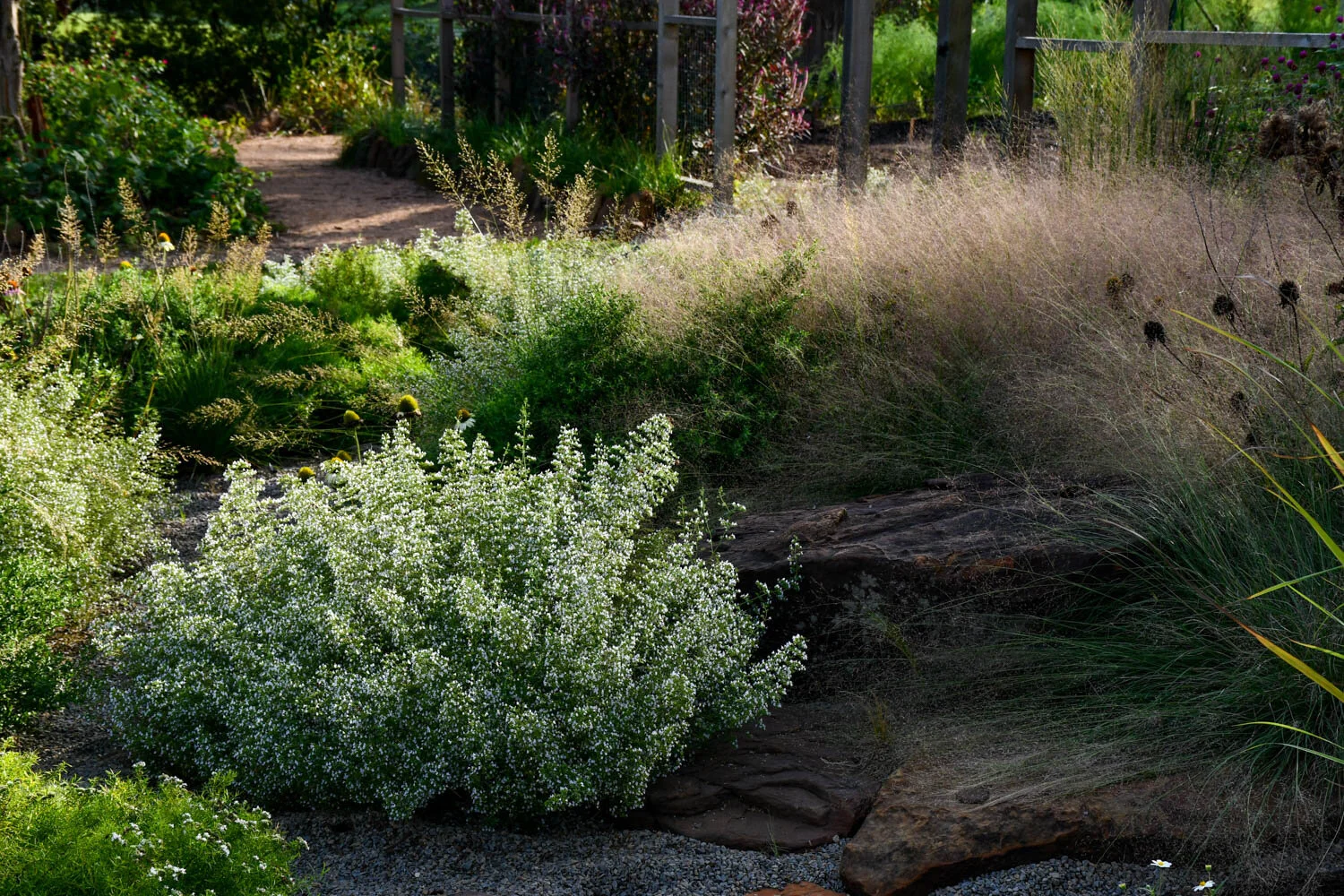 A Peachy Keen Lycoris | Meristem